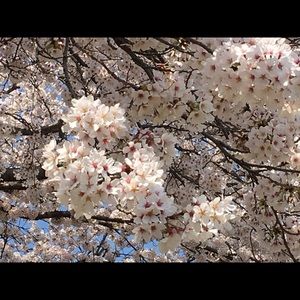 Meet your Posher, Akemi